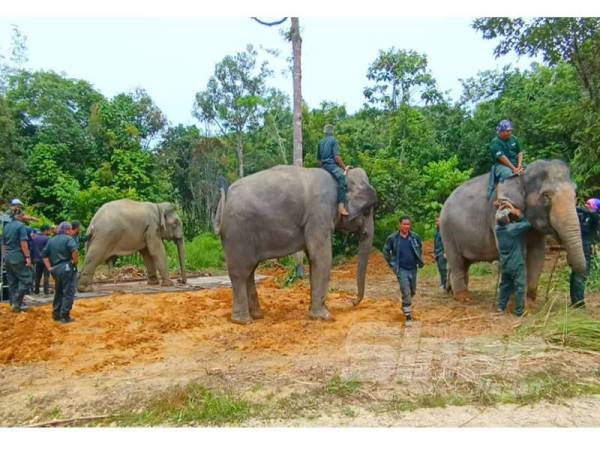 Awang Tok Uban (kiri) berjaya ditenangkan oleh Abot (kanan) dan Rambai (tengah) sebelum dibawa keluar dari hutan