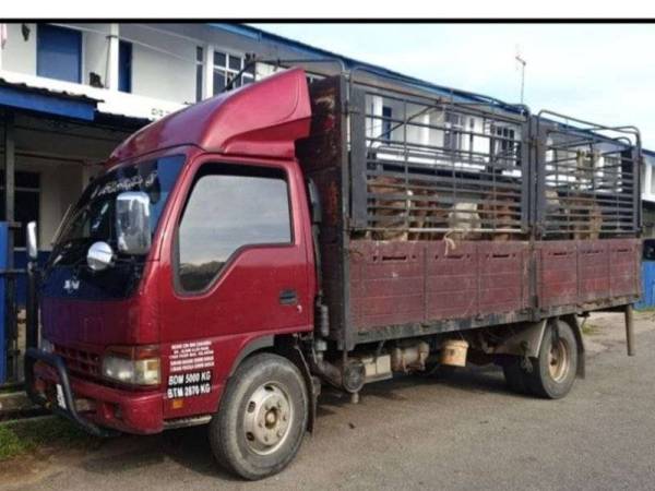 PGA9 merampas 20 ekor lembu yang disyaki diseludup masuk dari negara jiran di Kampung Kubang Kual dekat Rantau Panjang, Pasir Mas awal pagi semalam. - Foto Bernama