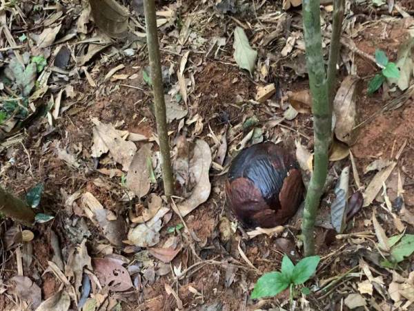 Salah satu daripada tujuh putik bunga Raflesia yang ditemui dan dijangka akan kembang dalam masa beberapa bulan lagi.