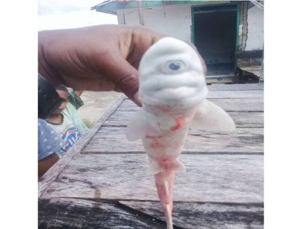 Jerung bermata satu yang ditangkap di wilayah Maluku, Indonesia. - Agensi