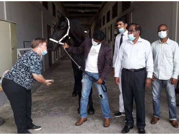 Leonie (kiri) Peter dan Sooriyan bermesra dengan Lancelot iaitu kuda jantan jenis Friesian yang dipelihara di Leisure Farm, Gelang Patah, Iskandar Puteri hari ini.