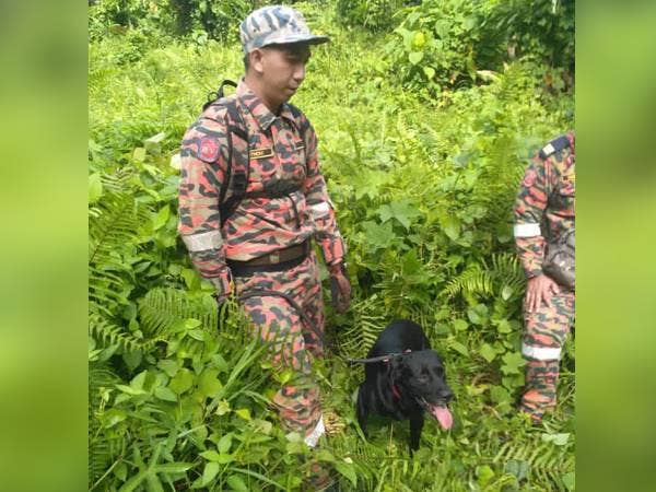 Pasukan Unit Khas Anjing Pengesan (K9) Jabatan Bomba dan Penyelamat Malaysia (JBPM) menjumpai Hassan dalam keadaan tidak bermaya.