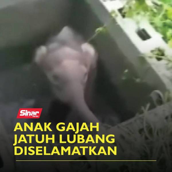 gajah