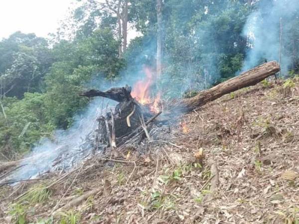 Antara pokok yang ditebang dan dibakar oleh lelaki berkenaan untuk melakukan penanaman pokok durian di Hutan Simpan Gunung Raya, Langkawi, semalam. - Foto ihsan JPNK