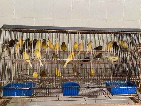 Sebanyak 149 ekor burung kenari yang diimport dari Belanda ditahan Maqis di Stesen Kuarantin Haiwan KLIA pada Rabu lalu kerana tidak mempunyai permit import.