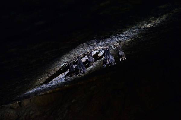 Kelawar yang menghuni gua yang terdapat di Bukit Batu Lebah.