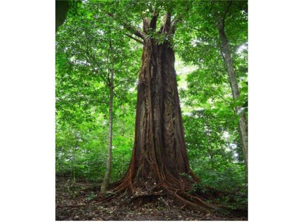 Pokok Kayu Ara berusia hampir 100 tahun yang terdapat di Bukit Batu Lebah.