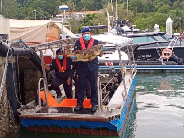 Anggota Polis Marin menunjukkan sebahagian ikan yang telah ditangkap oleh suspek di kawasan Pulau Payar, Langkawi semalam. - FOTO POLIS MARIN LANGKAWI