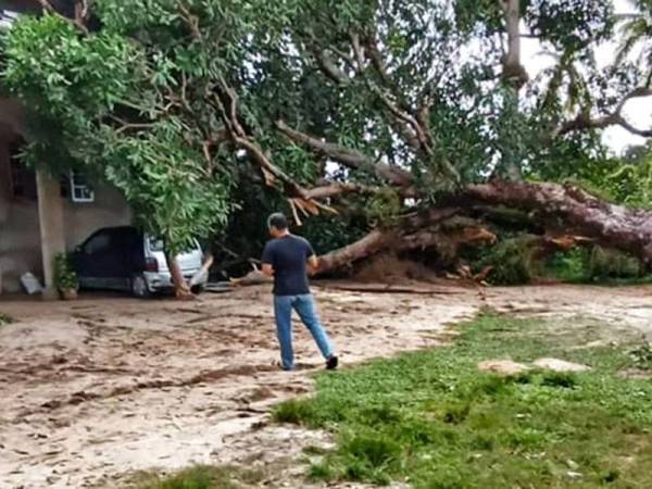 APM Pasir Puteh berdepan tugas sukar untuk tahun ini kerana pokok terbesar yang pernah diuruskan mereka.