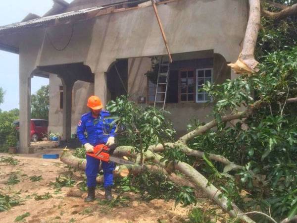 Anggota APM Daerah Pasir Puteh 'bermandi' peluh selama empat jam untuk membersihkan sebatang pokok mangga berusia lebih 70 tahun yang menghempap sebuah rumah di Kampung Telaga Papan, Semerak, Pasir Puteh.