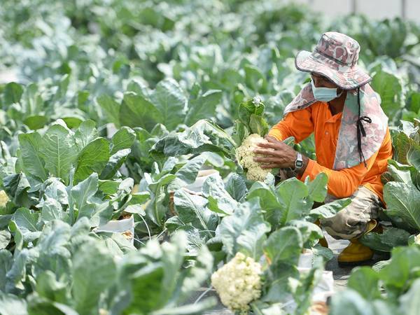 Hasil kajian MARDI mendapati kubis bunga yang ditanam di kawasan tanah rendah mempunyai vitamin C yang lebih tinggi berbanding kubis bunga import dan yang ditanam di tanah tinggi.