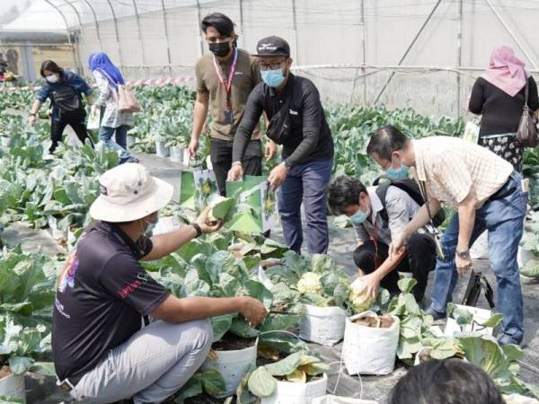 Pihak media turut diberi peluang merasai sendiri pengalaman menuai kubis bunga yang ditanam di kawasan tanah rendah.