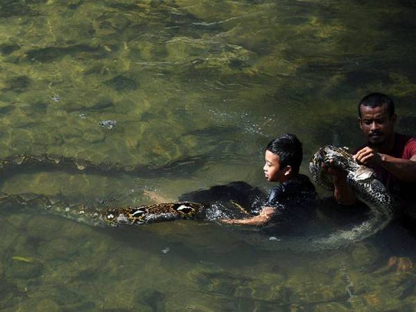 Mohd Redzuan (kanan) dan anaknya Harith bermain dengan 'Cik Kiah' ular sawa batik peliharaannya di Titi Teras. - Foto Bernama