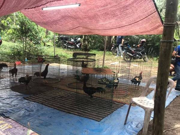Markas perjudian ayam laga di dalam ladang kelapa sawit di Kangkar Pulai.