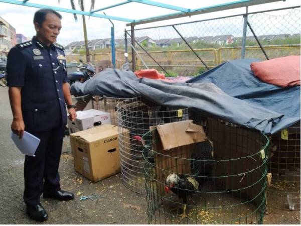 Dzulkhairi menunjukkan ayam laga yang dirampas di IPD Iskandar Puteri.