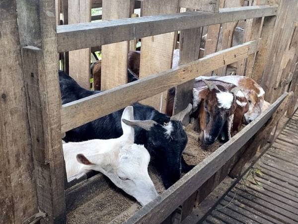 Zainal menternak lebih 100 ekor kambing pelbagai baka di Teluk Panglima Garang.