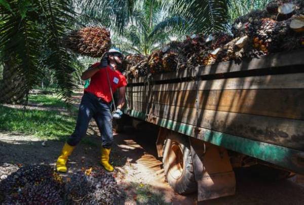Sebanyak RM400 juta diperuntukkan dalam Belanjawan 2021 untuk membantu peneroka Felda. - Foto fail Bernama