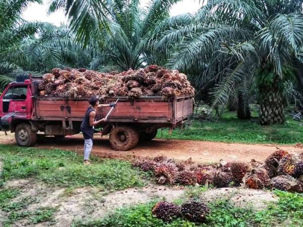 Peneroka Felda gembira apabila kerajaan memperuntukkan RM400 juta untuk menghapuskan faedah hutang kebun peneroka.