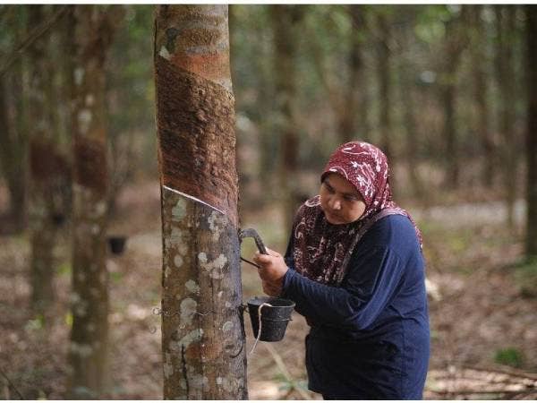 Peruntukan sebanyak RM410.8 juta kepada RISDA dan RM482.1 juta kepada FELCRA akan memberi manfaat kepada pekebun-pekebun kecil.