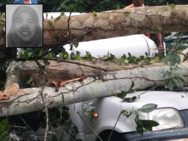 Keadaan kereta mangsa yang dihempap pokok getah. - Foto ihsan bomba (Gambar kecil: Nur Zalehan Balkish Abdul Majid)