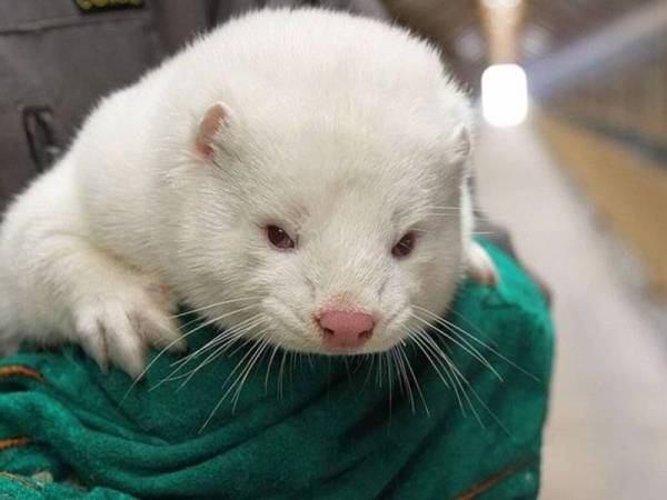 Lebih 200 individu di Denmark mendapat jangkitan Covid-19 yang disebarkan haiwan tersebut. - Foto Agensi