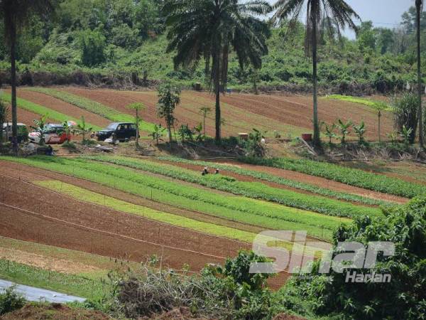 Kawasan ladang milik Ramlee yang berkeluasan 27 hektar.