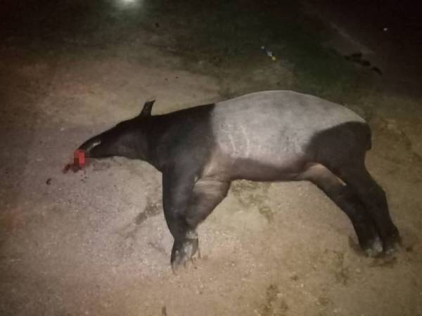 Tapir yang tiba-tiba melintas jalan mati akibat dilanggar motosikal di Jalan Batang Rokan, Gemencheh malam tadi.