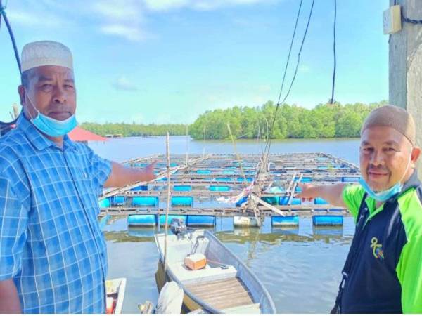 Mustaffa (kiri) dan rakannya menunjukkan sangkar ikan kerapu hibrid dan siakap yang diusahakan mereka di Laguna Semerak.