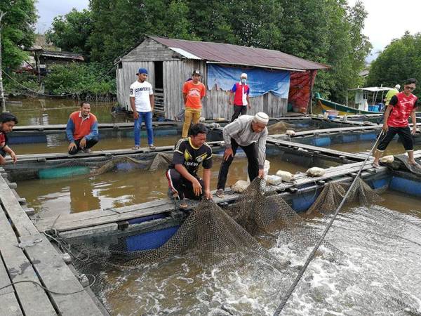 Penternak ikan sangkar di Kampung Gong Tepah, Marang ini menunjukkan ikan-ikan yang masih hidup.