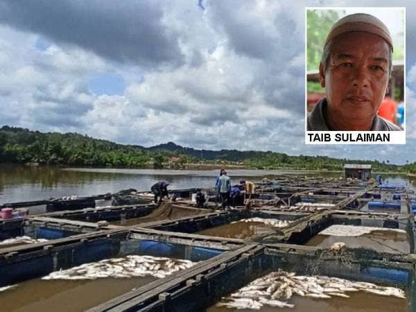 Ikan sangkar yang diternak mati secara berperingkat sejak 10 November lalu.