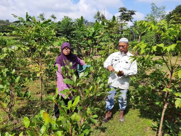 Ahmad Razali (kanan) dan Jamaliah setiap hari akan ke kebun ulam-ulaman sebaik sahaja pulang dari menoreh getah di Kampung Bukit Nambua, Kuala Nerang.