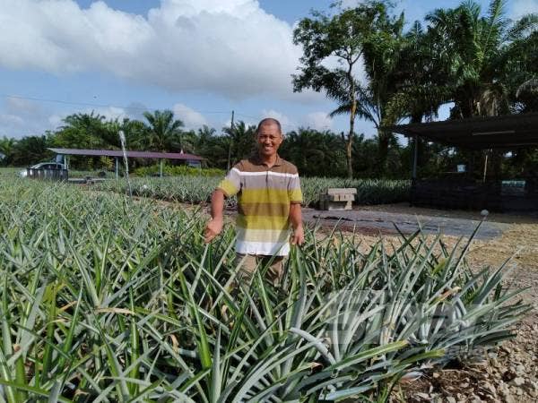 Abdul Rahman menunjukkan tanaman nanas MD2 yang diusahakannya di Kampung Parit Panjang, Pontian. 