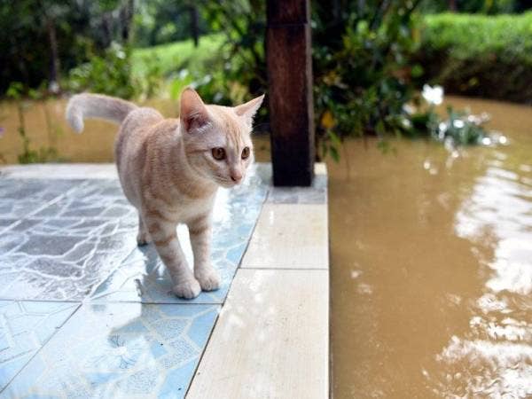 Seekor kucing hanya duduk di atas tangga sambil melihat banjir di Kampung Bukit Nyior, Pelong Setiu yang menjadi kawasan pertama dilanda bencana itu hari ini. - Foto Bernama