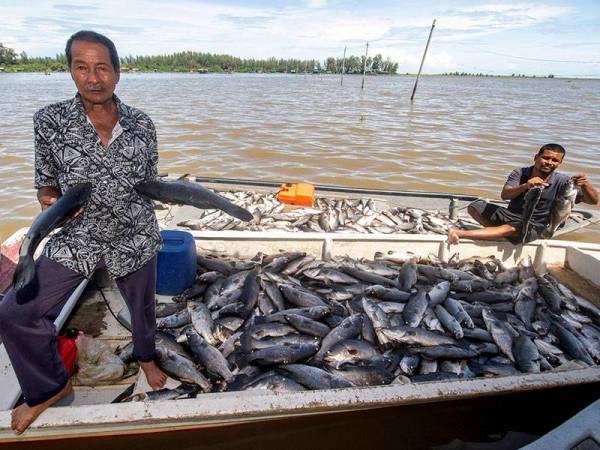 Penternak ikan sangkar Sabri Yah, 65, (kiri) menunjukkan ikan siakap yang mati disebabkan kualiti air kotor di Laguna Seri Tujuh di sini, hari ini. 