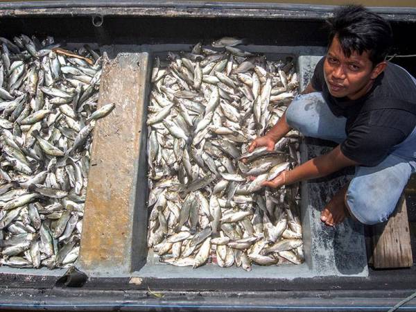 Penternak ikan dalam sangkar Chai Jong a/l Aoutd, 33, menunjukkan anak ikan siakap yang mati disebabkan kualiti air kotor di Laguna Seri Tujuh di sini, hari ini.
