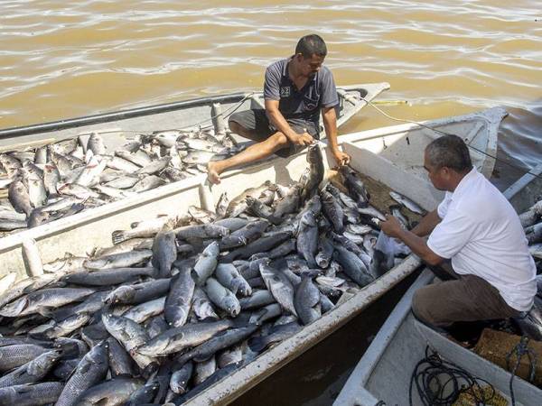 Penternak ikan sangkar memunggah ikan siakap yang mati untuk dilelong di Laguna Seri Tujuh di sini, hari ini.