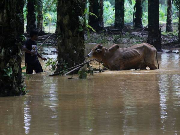 Penduduk Mohd Syazwan Ayob dilihat cuba menyelamatkan lembu ternakannya yang tersekat di kawasan ladang berikutan kawasan itu dinaiki air banjir ketika tinjauan fotoBernama di Kampung Air Putih Dangi, hari ini.