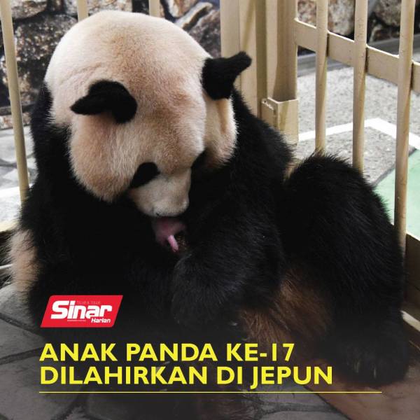 TEMPLATE-COVER-VIDEOpanda