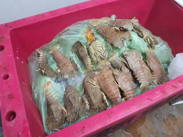 Pihak Maqis merampas udang ketak yang cuba dieksport ke Singapura tanpa permit di Kompleks Sultan Abu Bakar (KSAB), Tanjung Kupang malam tadi.