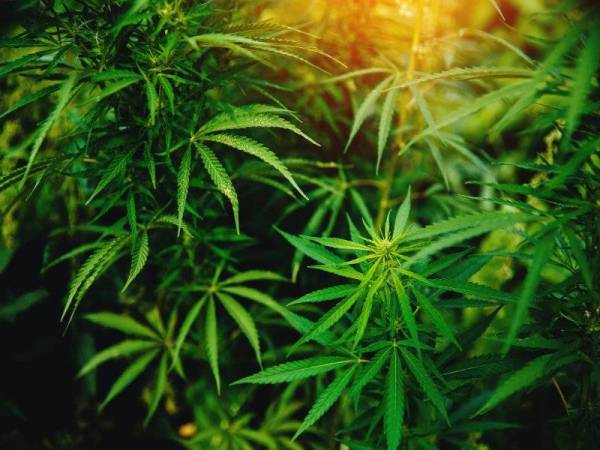 Lembaga Kawalan Narkotik Thailand memutuskan mengeluarkan kanabis daripada senarai narkotik. Foto 123RF