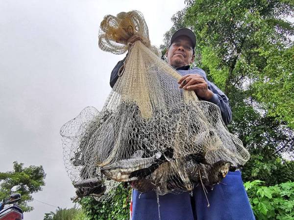 Sebahagian hasil tangkapan ikan darat yang diperoleh di tali air di Kampung Gong Baru, Kuala Terengganu.