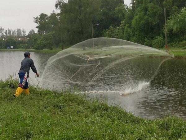 Daud memanfaatkan kemahiran menggunakan jala untuk menangkap ikan di tali air di Kampung Gong Baru, Kuala Terengganu.