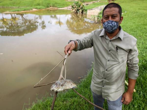 Norazizi menunjukkan ikan tilapia yang mati di kolam rekreasi Taman Bandar Senawang 
