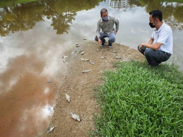 Norazizi dan Norhazman (kanan) menunjukkan ikan tilapia yang mati di kolam rekreasi di Taman Bandar Senawang. 