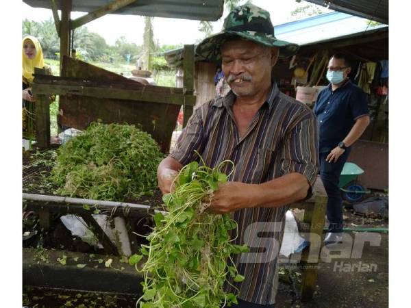 Md Yasin menunjukkan pegaga segar yang ditanam di ladangnya di Kampung Parit Kasmani.
