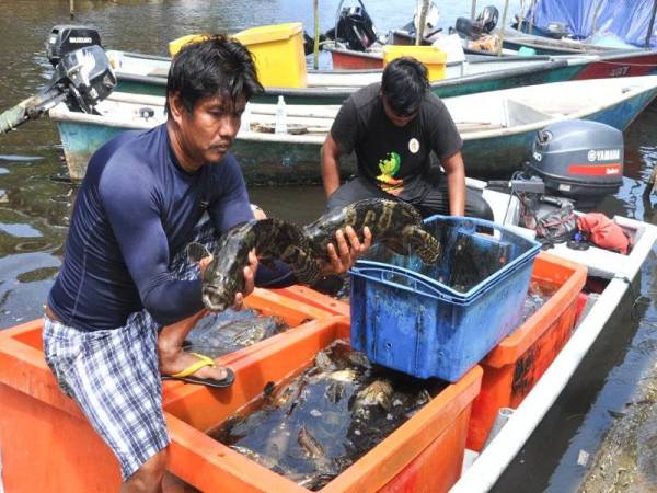 Pekerja, Rezuan Wahid, 42, (kiri) menunjukkan antara ikan kerapu hibrid yang diangkut menggunakan bot dari sangkar untuk dipindahkan ke kolam tangki. Foto Bernama