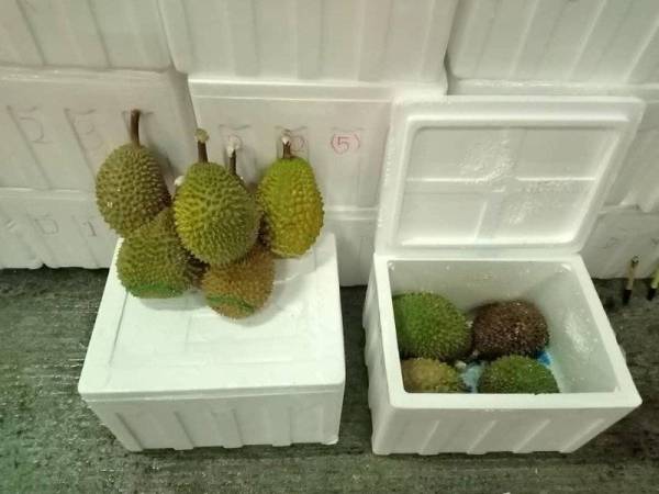 Sebahagian daripada 166 biji durian cuba diseludup keluar semalam.