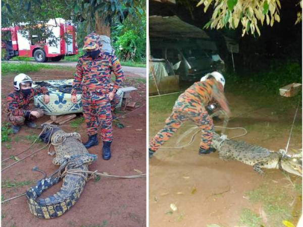 Anggota bomba menangkap seekor buaya yang ditemui sesat di Kampung Berata, Segamat pagi tadi.
