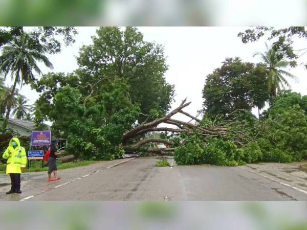 Sebatang pokok besar setinggi empat meter tumbang di hadapan premis milik Halimah (kanan) di Jalan Pengkalan Kubor, Tumpat hari ini.
