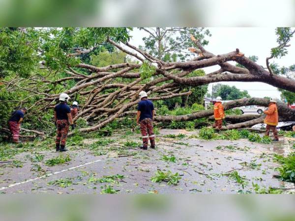 Anggota bomba mengambil masa hampir lima jam untuk membersihkan pokok besar yang tumbang di Jalan Pengkalan Kubor, Tumpat hari ini.